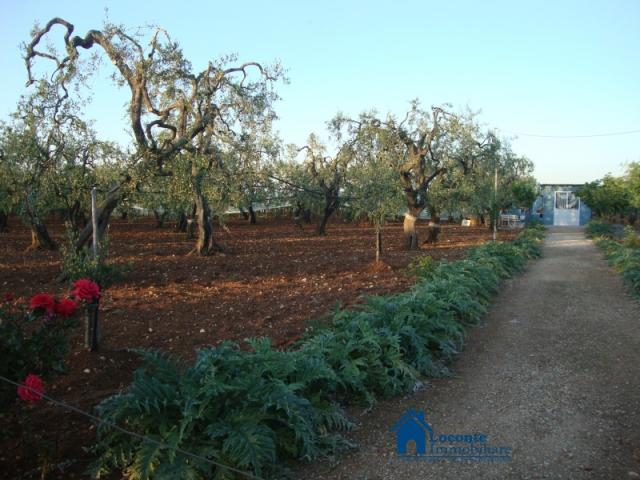 Case - Terreno agricolo con deposito