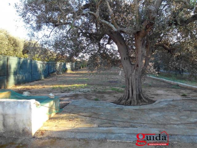 Case - Terreno-agricolo-in-vendita-a-matino-con-alberi-di-ulivo-e-da-frutto