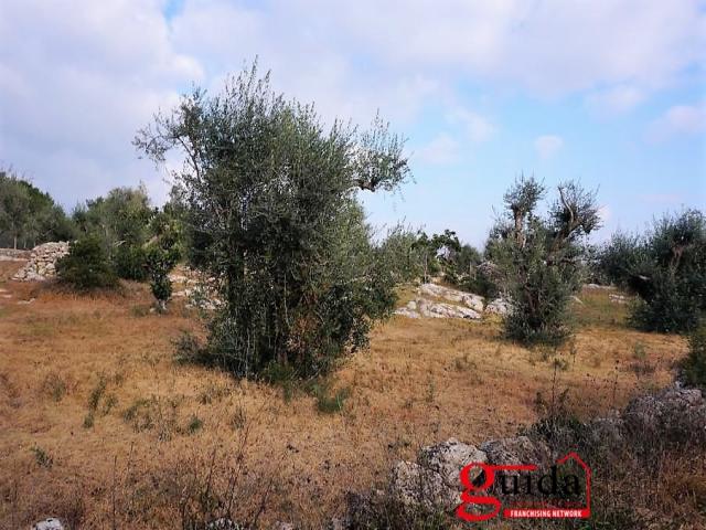 Case - Terreno-agricolo-in-vendita-a-chiesanuova-sannicola-a-pochi-km-dal-centro-abitato-e-dal-mare