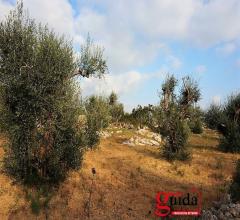 Case - Terreno-agricolo-in-vendita-a-chiesanuova-sannicola-a-pochi-km-dal-centro-abitato-e-dal-mare