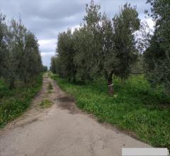 Appartamenti in Vendita - Terreno agricolo in vendita a cerignola zona torre giulia