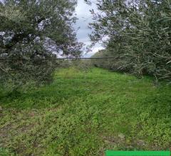 Appartamenti in Vendita - Terreno agricolo in vendita a cerignola zona torre giulia