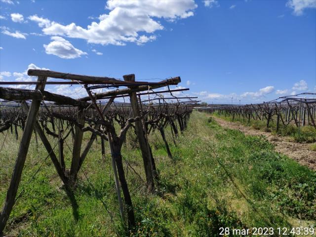 Appartamenti in Vendita - Terreno agricolo in vendita a cerignola pignatella