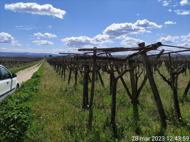 Appartamenti in Vendita - Terreno agricolo in vendita a cerignola pignatella