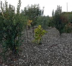 Case - Terreno agricolo in zona tre noci