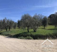 Case - Azienda agricola - pian della pieve - san quirico d'orcia (si)