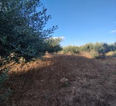 Appartamenti in Vendita - Terreno agricolo in vendita a misiliscemi rilievo