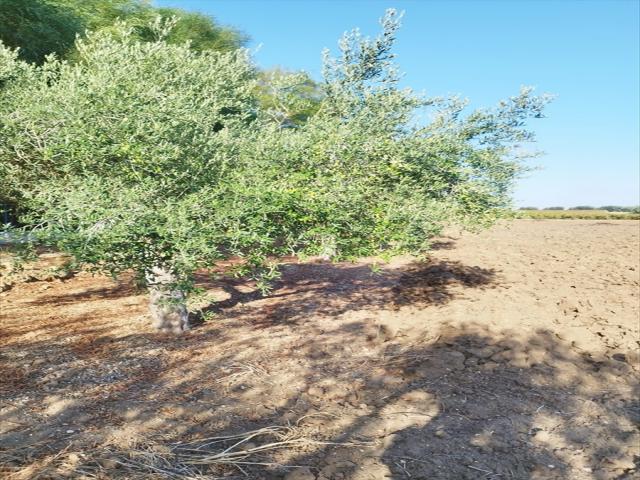 Appartamenti in Vendita - Terreno agricolo in vendita a misiliscemi fontanasalsa