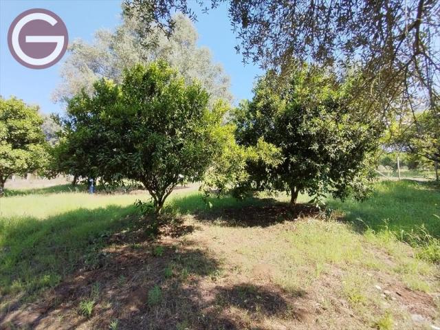 Appartamenti in Vendita - Terreno agricolo in vendita a taurianova periferia