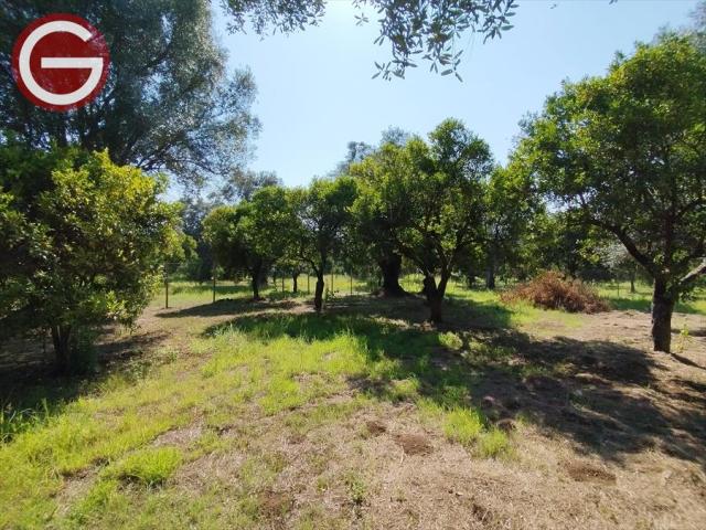 Appartamenti in Vendita - Terreno agricolo in vendita a taurianova periferia