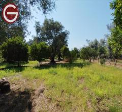 Appartamenti in Vendita - Terreno agricolo in vendita a taurianova periferia