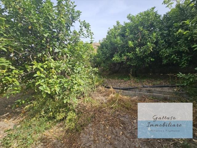 Appartamenti in Vendita - Terreno agricolo in vendita a reggio di calabria oliveto