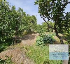 Appartamenti in Vendita - Terreno agricolo in vendita a reggio di calabria oliveto