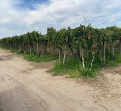 Appartamenti in Vendita - Terreno agricolo in vendita a cerignola contrada tramezzo