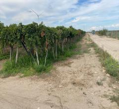 Appartamenti in Vendita - Terreno agricolo in vendita a cerignola contrada tramezzo