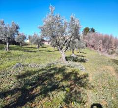 Appartamenti in Vendita - Terreno agricolo in vendita a paterno calabro periferia