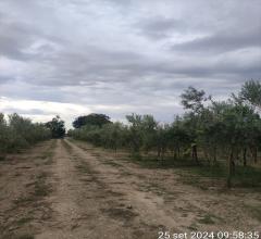 Appartamenti in Vendita - Terreno agricolo in vendita a cerignola via melfi