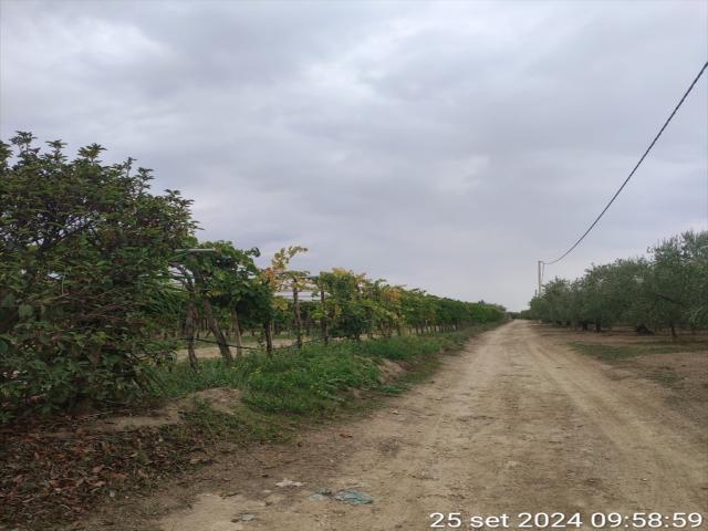 Appartamenti in Vendita - Terreno agricolo in vendita a cerignola via melfi