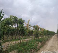 Appartamenti in Vendita - Terreno agricolo in vendita a cerignola via melfi