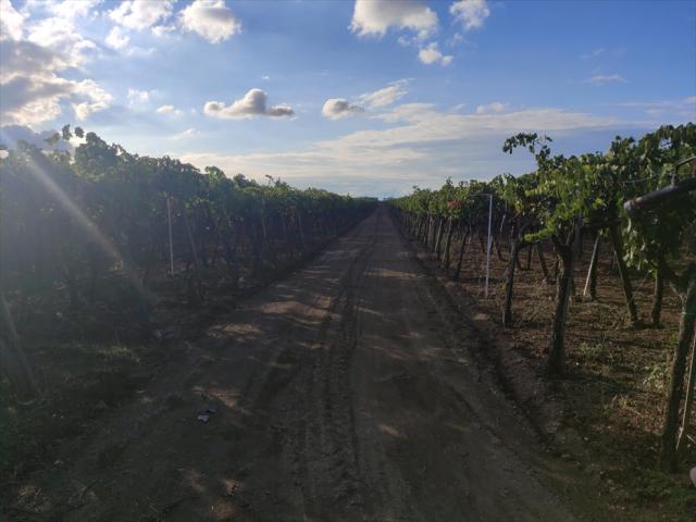 Terreno agricolo in vendita a cerignola strada via candela