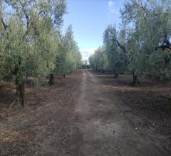 Appartamenti in Vendita - Terreno agricolo in vendita a cerignola strada  via candela