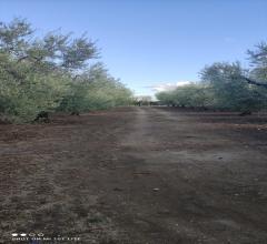 Appartamenti in Vendita - Terreno agricolo in vendita a cerignola strada  via candela