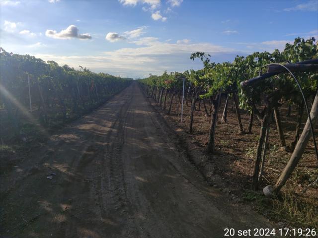 Appartamenti in Vendita - Terreno agricolo in vendita a cerignola strada  via candela