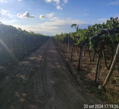 Appartamenti in Vendita - Terreno agricolo in vendita a cerignola strada  via candela