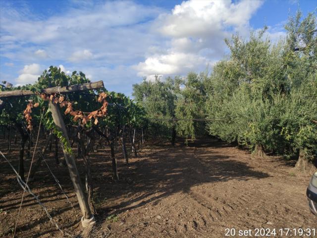 Appartamenti in Vendita - Terreno agricolo in vendita a cerignola strada  via candela