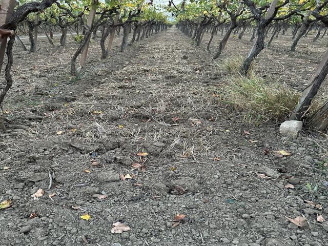 Terreno agricolo in vendita a cerignola tavoletta