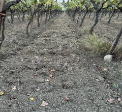 Terreno agricolo in vendita a cerignola tavoletta