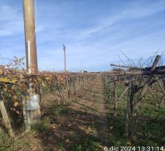 Appartamenti in Vendita - Terreno agricolo in vendita a cerignola zona  "olmo"