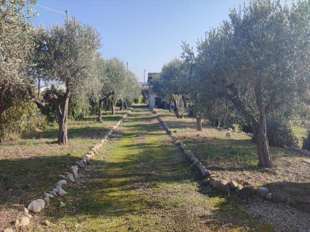 Appartamenti in Vendita - Casale in vendita a città sant'angelo zona agricola