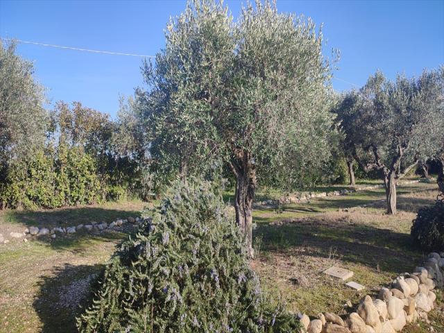 Appartamenti in Vendita - Casale in vendita a città sant'angelo zona agricola