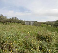 Appartamenti in Vendita - Terreno agricolo in vendita a erice napola