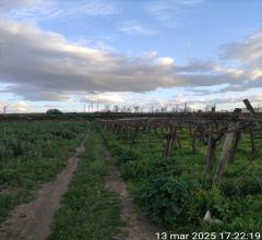 Terreno agricolo in vendita a cerignola contrada  macchione